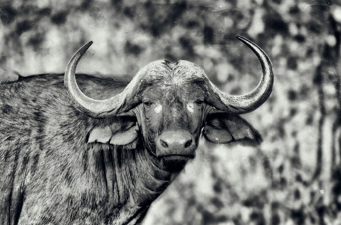 Vintage style black and white portrait of an African Buffalo in Kruger National Park, South Africa, stylized and filtered to look like an oil painting